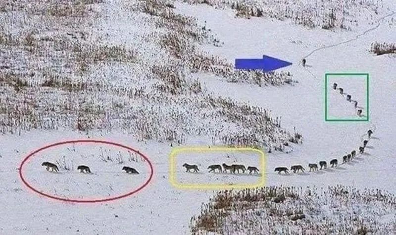 An aerial photograph of a wolf pack crossing snow in single file, with coloured annotations grouping the three animals at the front, the four behind them and a small group at the rear, and an arrow marking the direction of travel.
