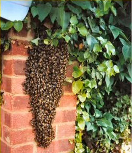 A large swarm of honeybees hanging in a dense cluster from a brick wall beside ivy.