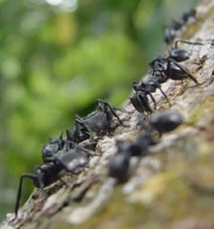 A column of ants moving in single file along a branch.