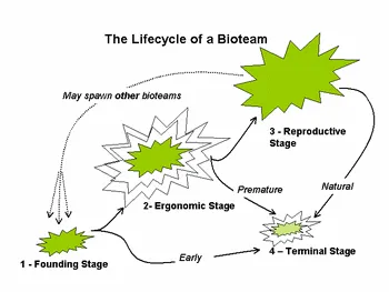The lifecycle of a bioteam: four stages — founding, ergonomic, reproductive and terminal — linked by arrows, with paths marked early, premature and natural, and a branch labelled “may spawn other bioteams”.