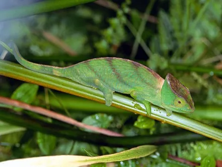 A chameleon gripping a stem among long grass.