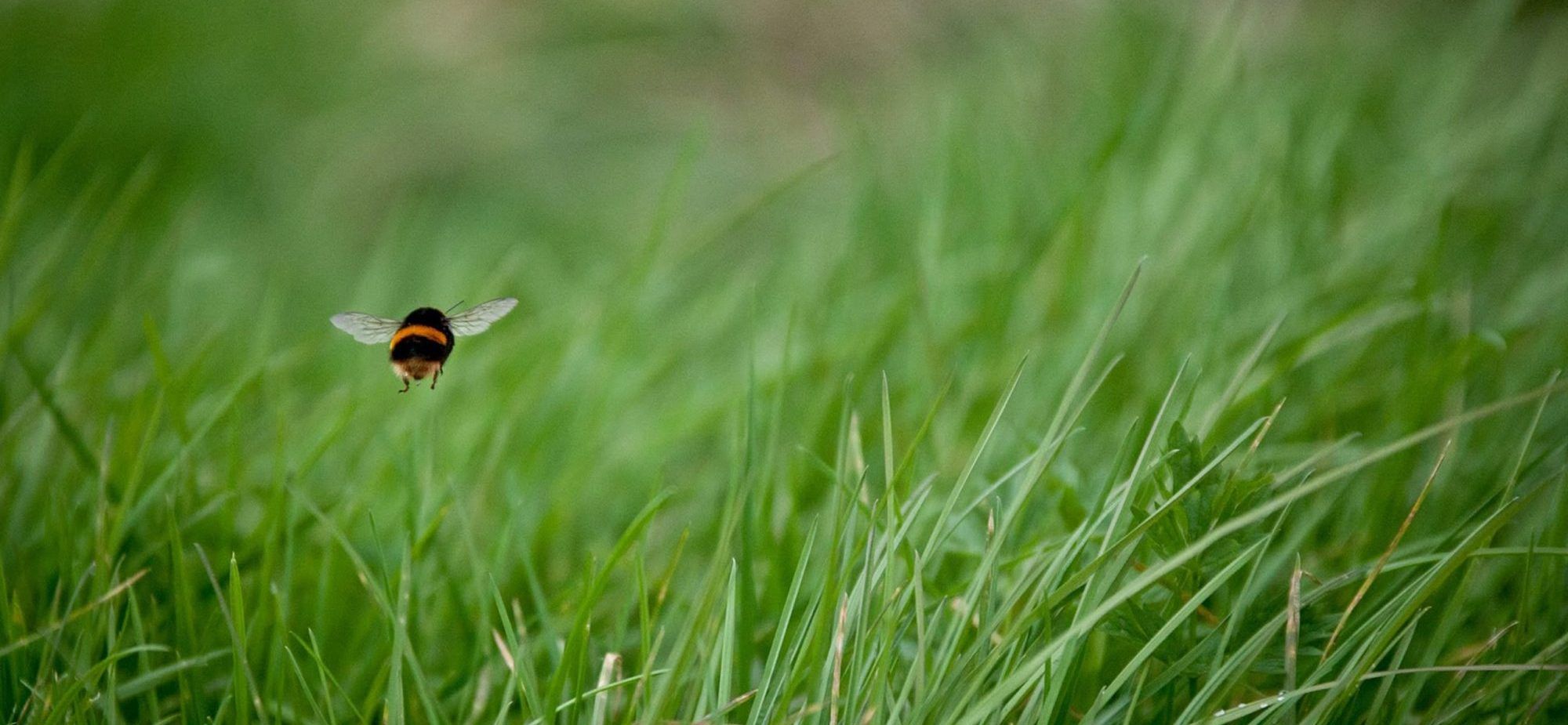 A bumble bee in flight over long grass
