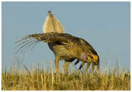 A grouse standing alert in a field of dry grass.