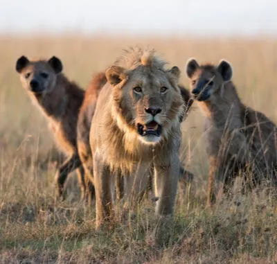 A lion walking through dry grass flanked by two hyenas.