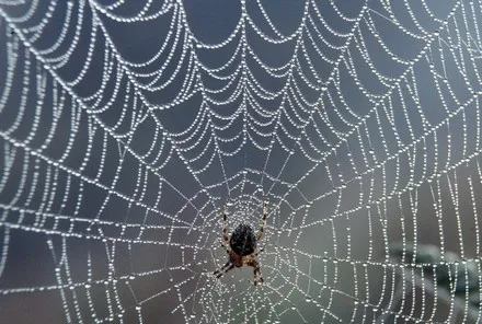 A spider at the centre of its web, the threads beaded with dew.