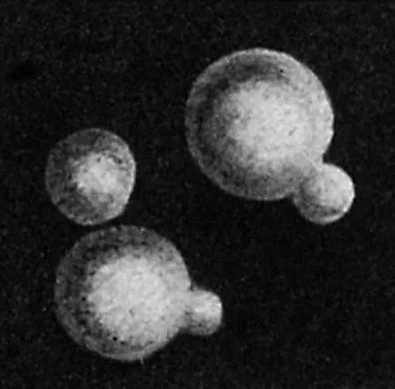 A microscope image of three budding yeast cells.