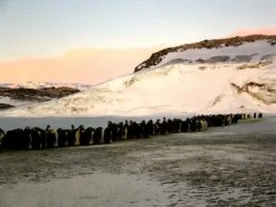 A long single-file line of penguins crossing snow towards the sea at dusk.