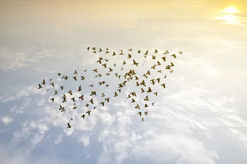 A large flock of birds flying in loose formation across a bright sky.