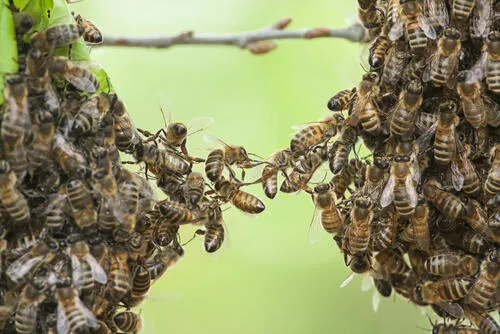 Two swarms of bees meeting from opposite ends of a twig.