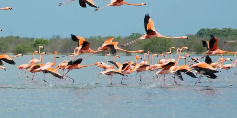 A flock of flamingos taking flight together from shallow water.