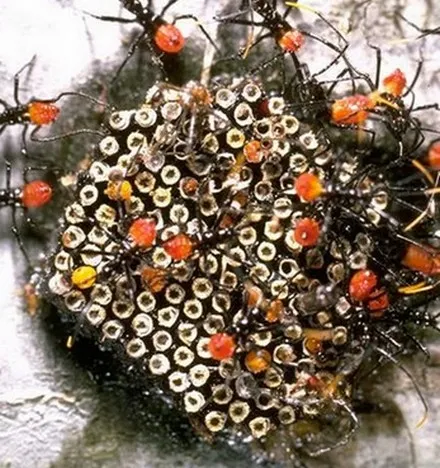 A dense raft of ants clustered together, some carrying orange eggs.
