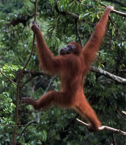 An orang-utan hanging by one arm from a branch, reaching for another.
