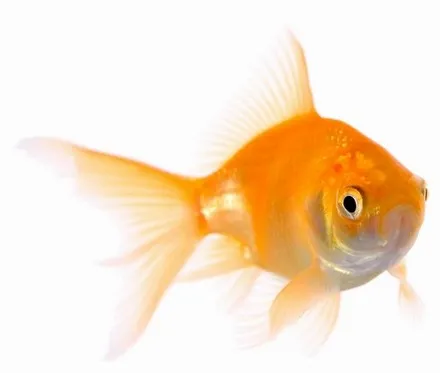 A single goldfish against a white background.