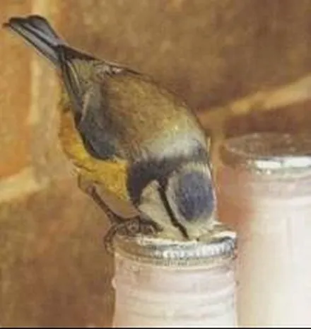 A tit perched on the foil top of a milk bottle, pecking through it.